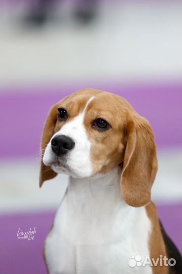 Бигль Щенки. Открыта запись