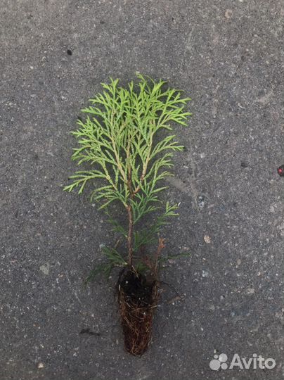 Туя западная Смарагд