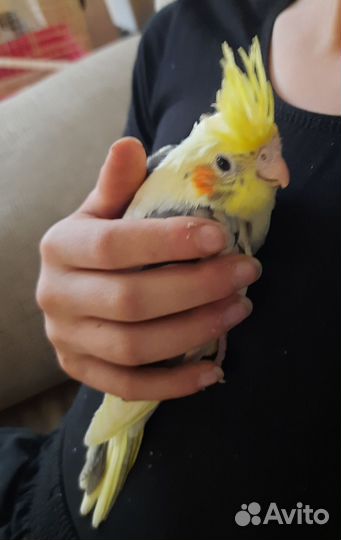 Птенцы попугай карелла