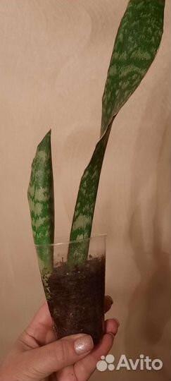 Сансевиерия grandis