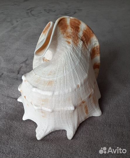 Ракушка,раковина Касис 23см