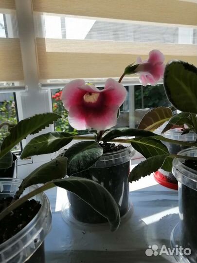 Глоксиния цветущая