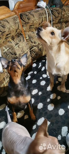 Щенки цверпинчера