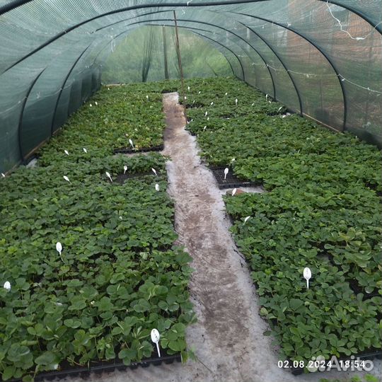 Ремонтантные сорта клубники. зкс