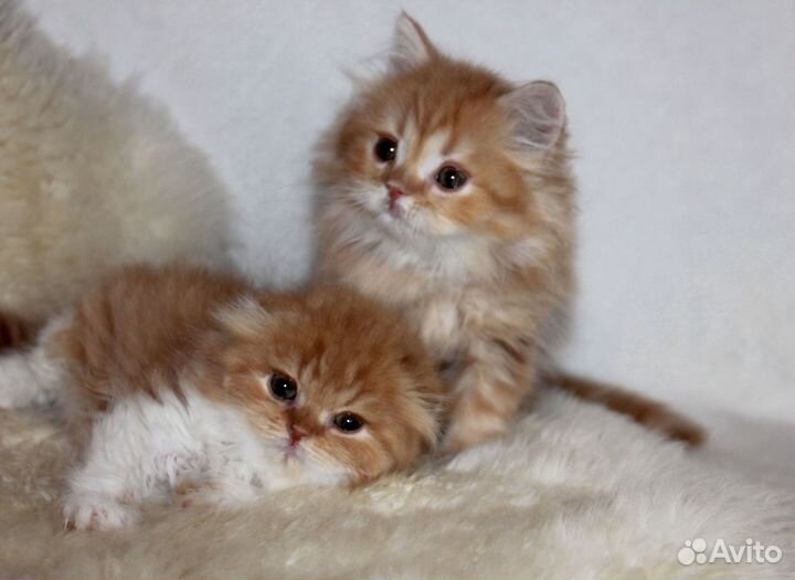Шотландские котята ярко рыжие