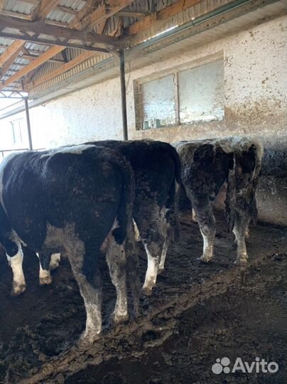 Быки на мясо