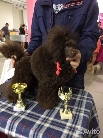 Той-пудель коричневого окраса для вязок