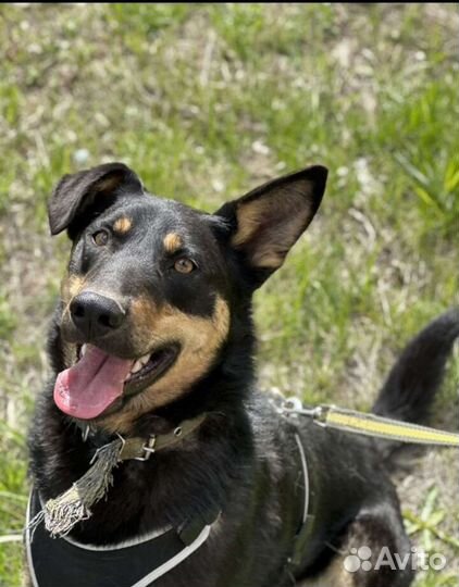 Красавец-пёс Ричард в поисках дома