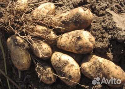 Картофель Барс