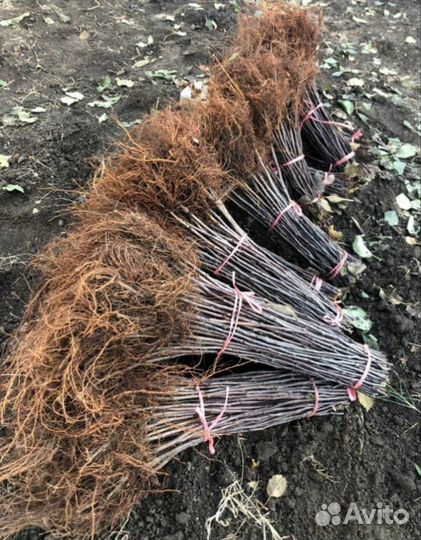 Подвой 54-118 мм106 м9 всл-2