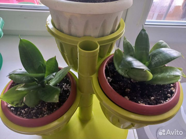 Сансивиерия