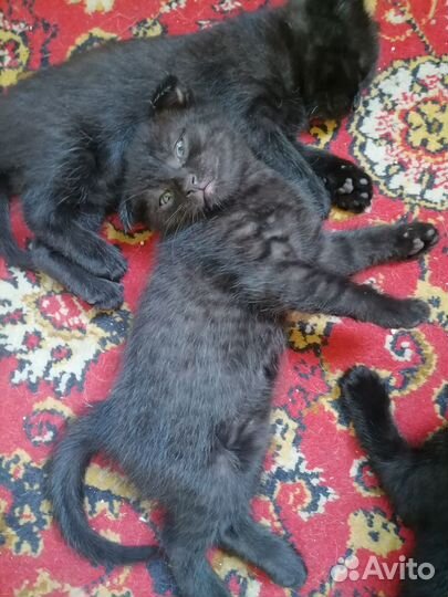 Отдам бесплатно