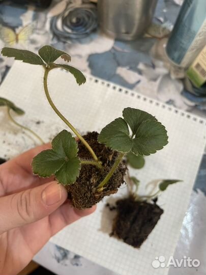 Рассада клубники альбион