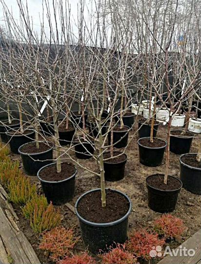 Саженцы яблони Мельба