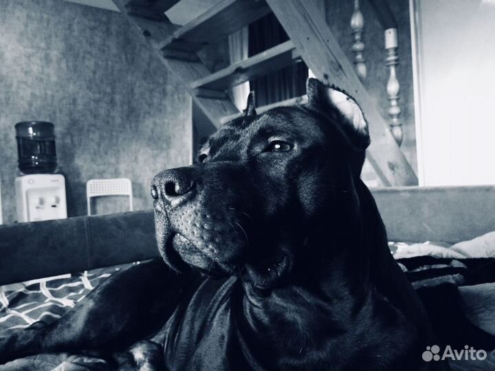 Американский питбультерьер вязка