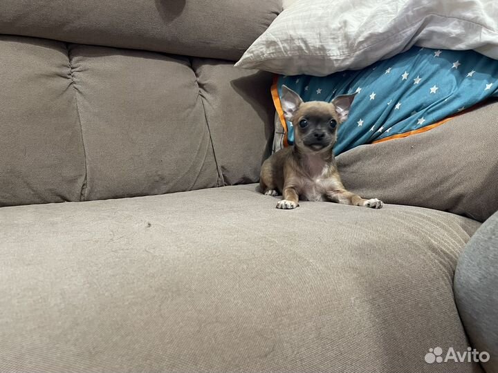 Щенки чихуахуа