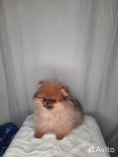 Малыши пушистики