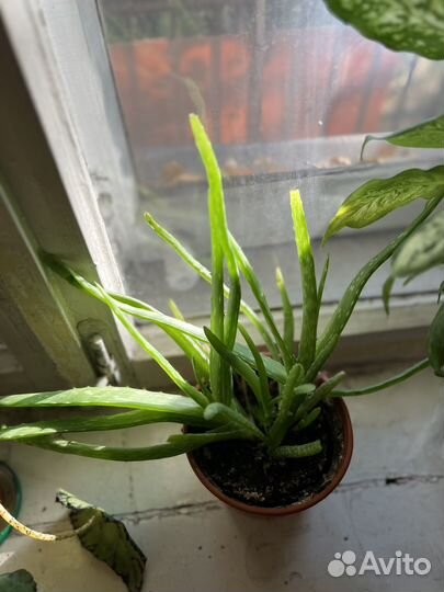 Цветы домашние в горшках