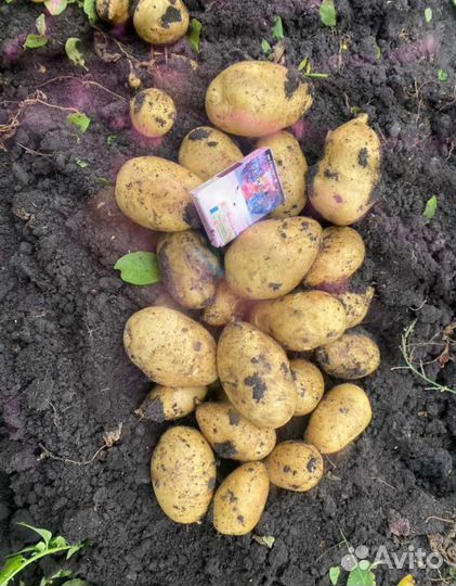 Молодой Картофель