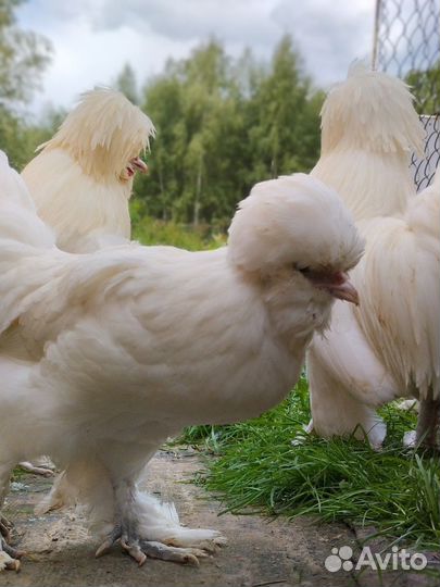 Падуан, Султанка, Павловская куры