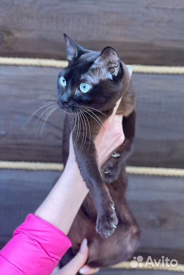 Шикарный котик бурма 1 год
