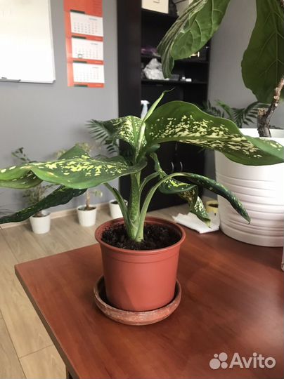 Диффенбахия