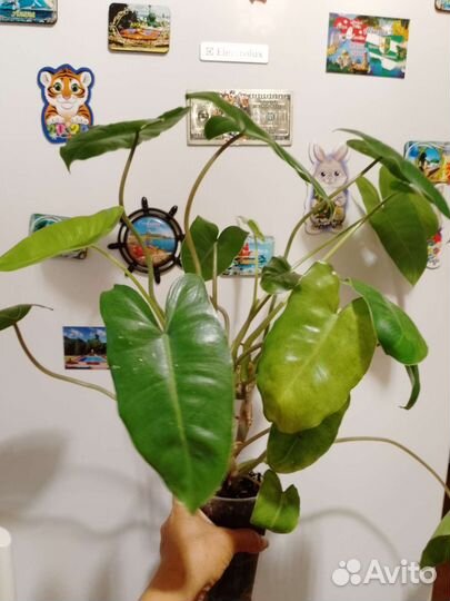 Филодендрон бурле макс