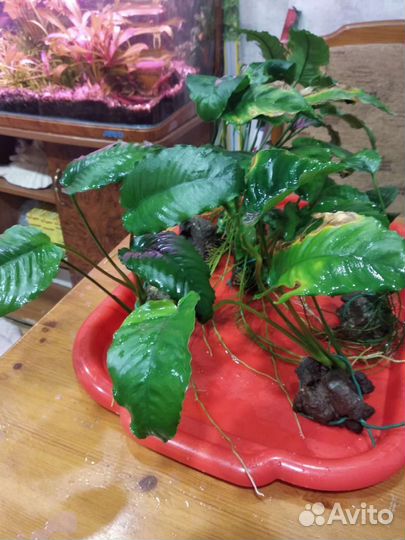 Анубиса Бартера каладафолия