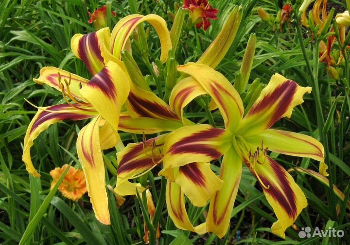 Лилейники - альбом №5