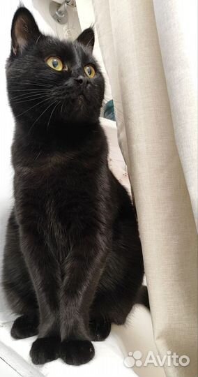 Кот мышелов, умный в добрые руки в частный дом