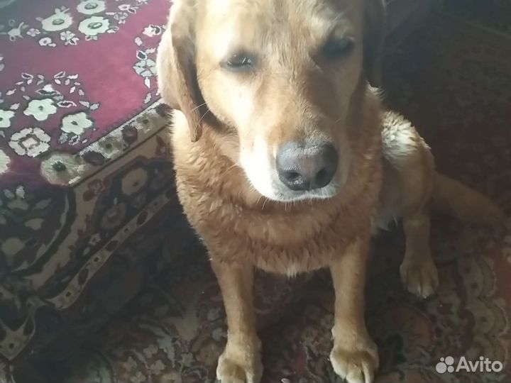 Собака