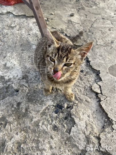 Котенок(девочка)