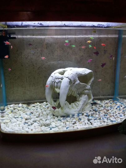Аквариум с рыбками