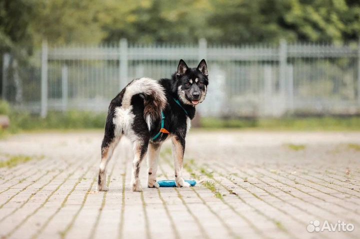 Собака в добрые руки бесплатно