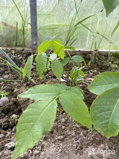 Грецкий орех ростовский саженец первогодок