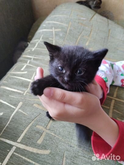 Котята