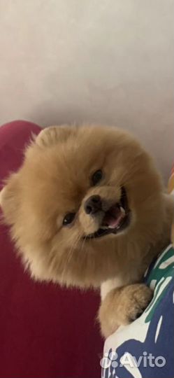 Померанский шпиц