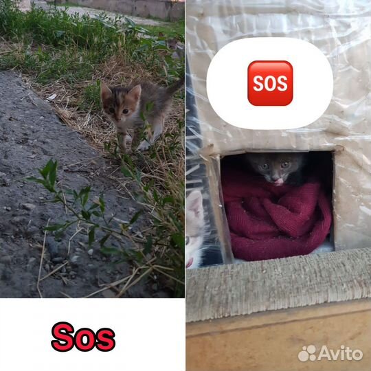 Выбросили котят. Хотят уничтожить