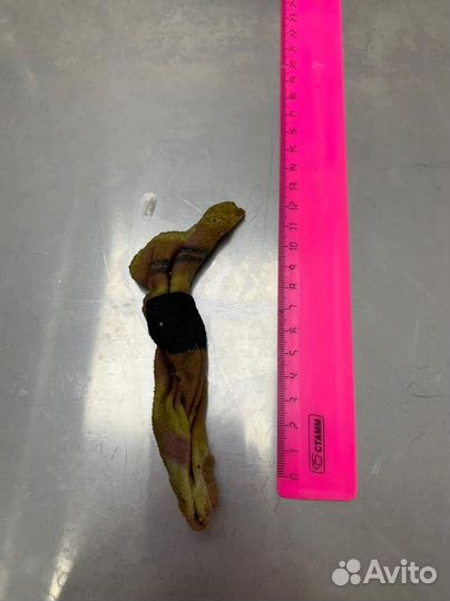 Удаление инородных тел у собак и кошек