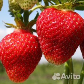 Продажа саженцев питомник Тимирязевский