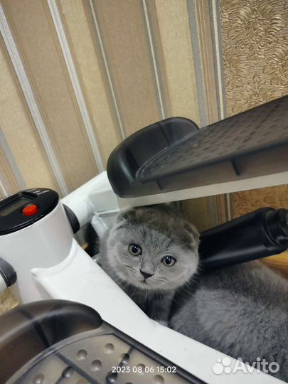 Шотландские вислоухие котята