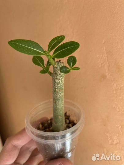 Адениумы Арабикум Черные, семена