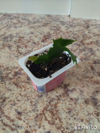 Декабрист шлюмбергера