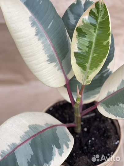 Фикус Эластика Тинеке