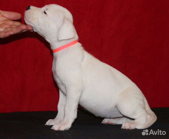 Аргентинский дог щенок девочка с бровкой