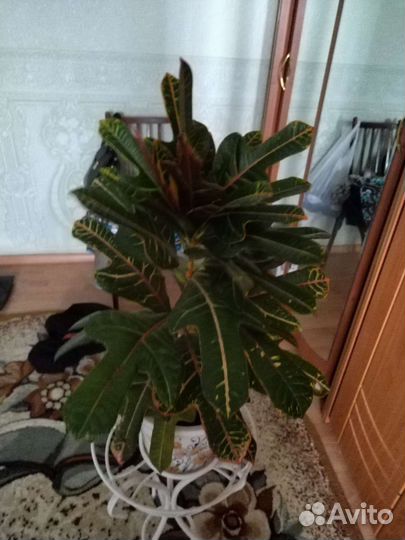 Кротон на верхушке появилось 2 ростка