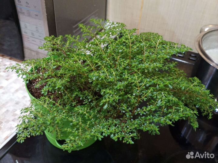 Комнатные растения 