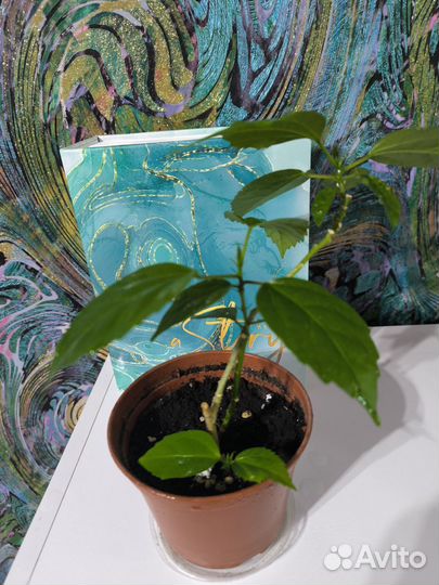 Гибискус/китайская роза красная