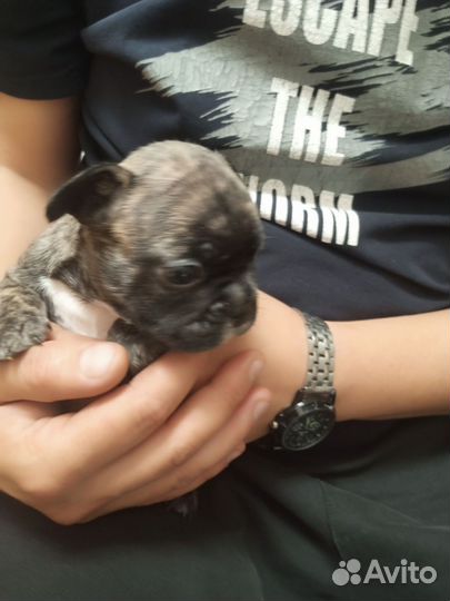 Французский бульдог щенки