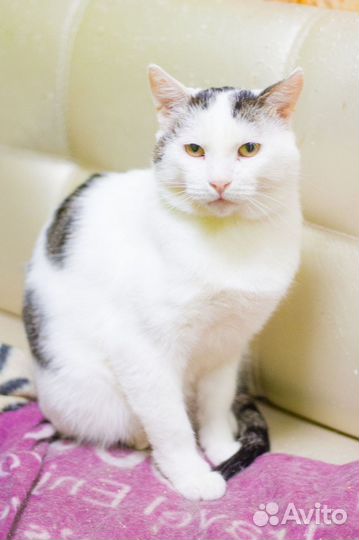 Кот Стиви ищет дом